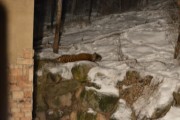 20180201145232-be2b462a